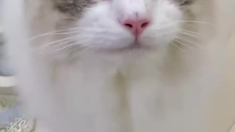 Cute cat videos