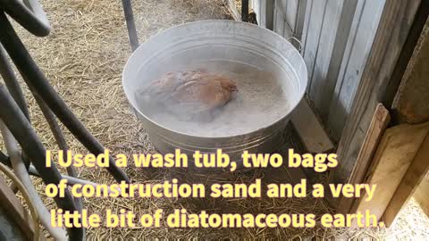 Chicken Dust Bath Time