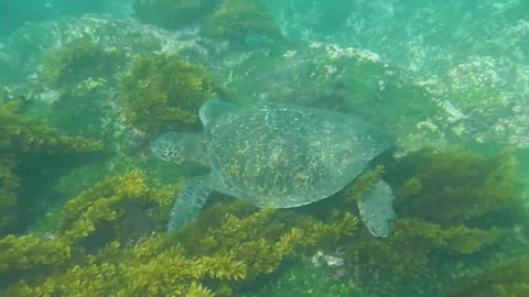 Scuba diver encounters a Galapagos green turtle