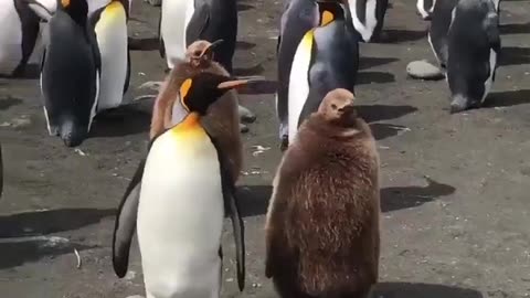 Delightful Penguins: Cuteness