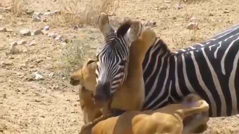 Lions attack on Giraffe and other animals