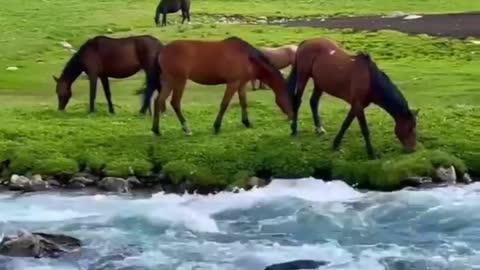 الخيول