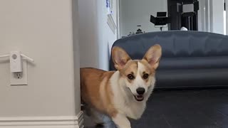 My Corgi puppy just knows when the camera is rolling! 🤣🐶