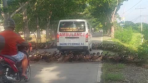 Massive Flock of Ducks Crosses Road