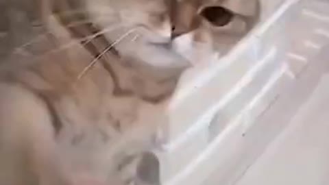 CAT FU MASTER Funny Cat Videos 2022