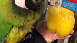 Cooking with birds