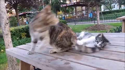 Mama Cat's Reaction to her kitten, When Kitten biting her tail