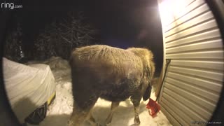 Moose Rings Doorbell