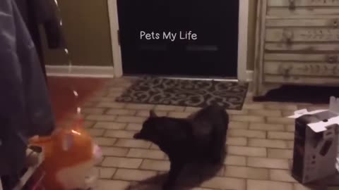 funny cat moment