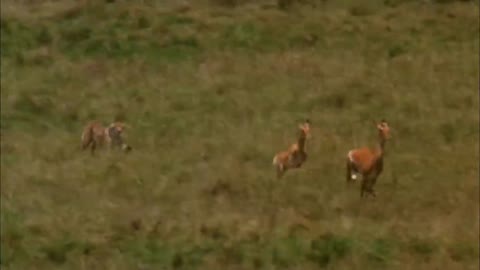 Leopard Chasing Antelope