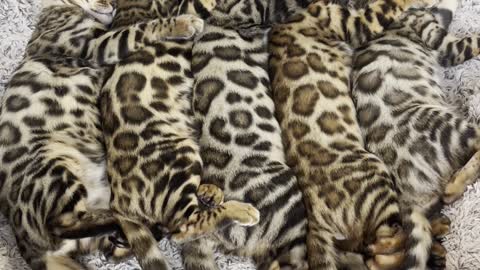 Bengal Kittens Take a Nap