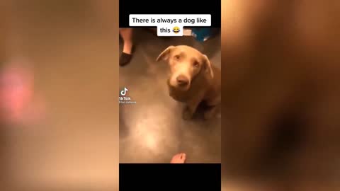 Dog Reaction To Treat Time (Scare Everyone Around)