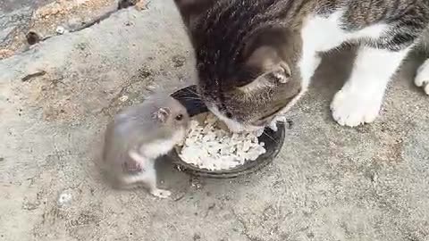 CAT FUN WITH MOUSE