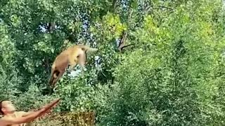 Dog catches ball in the tree