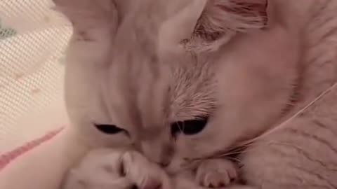 Cute kitten hug puppy ! cat mother love her kitten