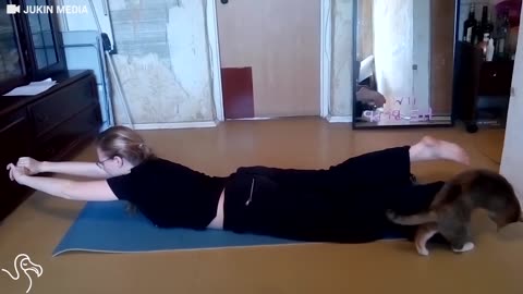 Cats Interrupting Yoga | The Dodo