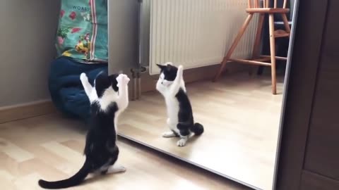 Funny Cat And mirror Video-Funny video-What's App Videos-30 Seconds Status Video