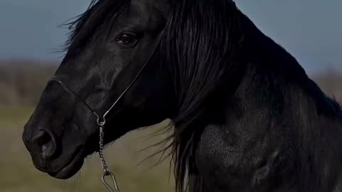Black Beutifull Horse 🐎
