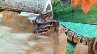 Royale Ball Python