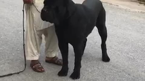 Black cane corso 🥵❤️