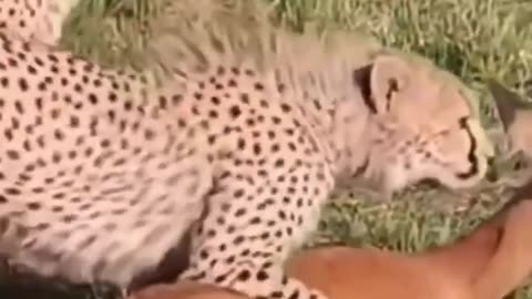 cheetah funny story