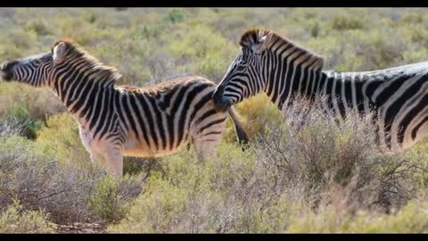 10 interesting zebra facts __ Wild beautiful Animal's about life 2022