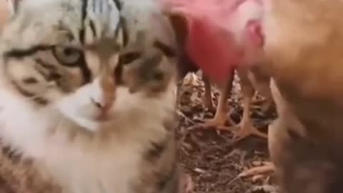 funny and cute cats #shortvideo #shorts