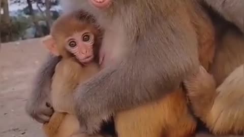 Monkey Mom Protecting Her Baby