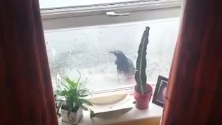Persistent Bird Makes Futile Attempts To Enter House Through Glass