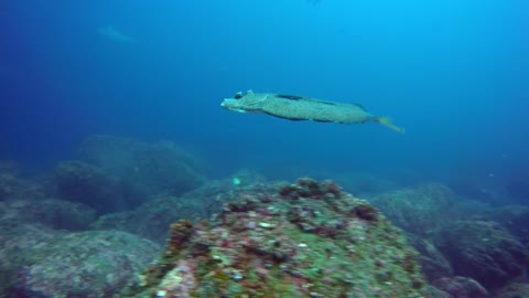 Mergulhador captura um dos peixes mais bizarros do oceano