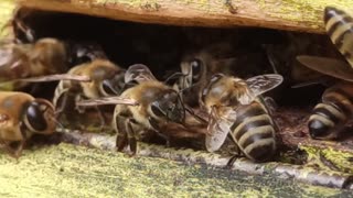 SATISFYING!!! Honey Bee's calming sounds