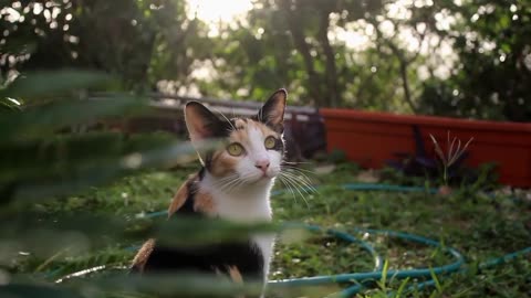 The cat is playing bocce alone in the garden