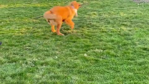 When You Find the PERFECT Stick