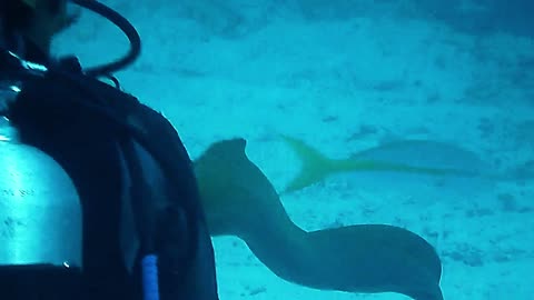Face To Face With A Huge Moray Eel