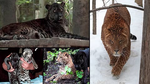 What Happens When Male Jaguar Mate with Female Lion