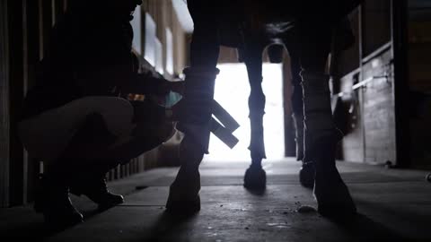 Woman putting a knee brace on her equestrian horse