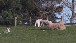 Funny Sheep Forest