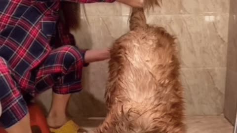 Dogs like to take a bath. Every bath is an enjoyment for him.