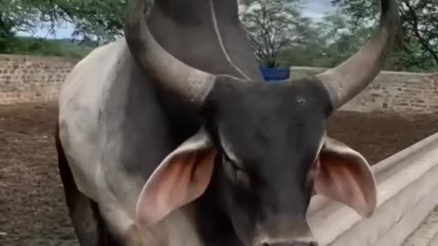 bull ,s amazing voice #short #animals