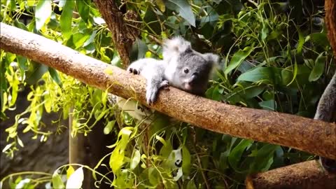 Baby koala bears playing and climbing trees