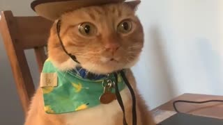 Sheriff Cat on Duty