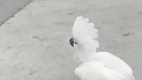 Watch This Talented Bird Dance Like No One's Watching on the Street!