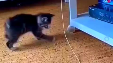 Funny Cute Cat Videos #shorts #youtubeshorts #ytshorts