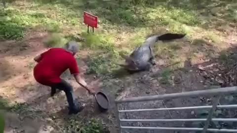 Fearless Man Takes On Gator