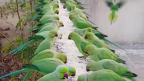 How Nice Parrot By Line