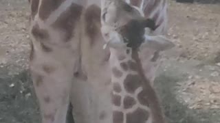 Momma giraffe feeding baby giraffe... epic to be able to witness it.