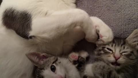BEST Cat Dad Helps Feral Kitten Get Adopted | The Dodo