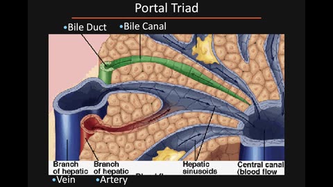 Gastrointestinal Pathology Part 3