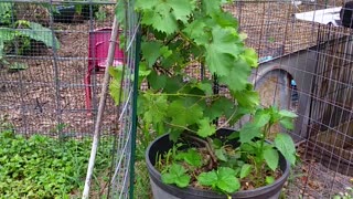 Grapes Strawberries and Limes