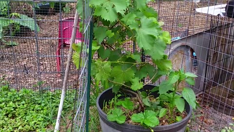 Grapes Strawberries and Limes